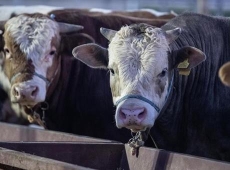 Et ve Süt Kurumundan besilik hayvanların teslimat süreçlerine ilişkin açıklama