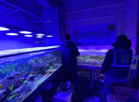 Sınırda 85 bin canlı yakalandı! Gümrük operasyonlarında maymundan gökdoğana kadar binlerce hayvana el konuldu