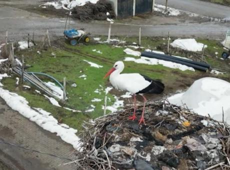 Bitlis’te göçü unutan leylek! Sıfırın altındaki soğuğa rağmen 3 yıldır yuvasını terk etmiyor