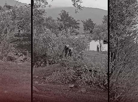 CHP'de istifa getiren kriz! 100 yıllık zeytin ağaçlarını kim kesti?