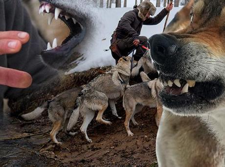 Kurgu değil gerçek! Sivas dağlarında bir Kurt Adam: Eksi 30'da ne elektrik ne su var