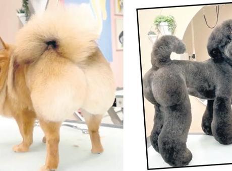 Köpeklere de Brezilya poposu