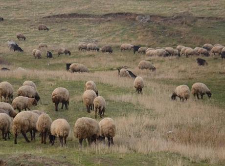 Küçükbaş hayvancılığa destek projesi yetiştiricilere 'can suyu' olacak