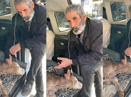 Batman’da besici, hastalanan buzağısına bagajda serum takıp başında uzun hava okudu