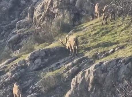 Diyarbakır'da şaşkınlık yaratan olay! Sürü halinde mahalleye kadar indiler