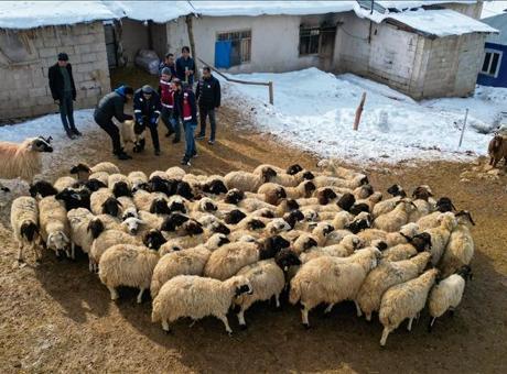 Van'da küçükbaş hayvancılık devlet desteğiyle artıyor