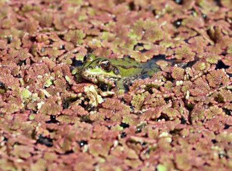 Kızılırmak Deltası’nda büyüleyici dönüşüm! Baharla birlikte su yüzeyi kızıla döndü