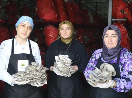 Girişimci kadınlar yılda 60 ton istiridye mantarı üretiyor