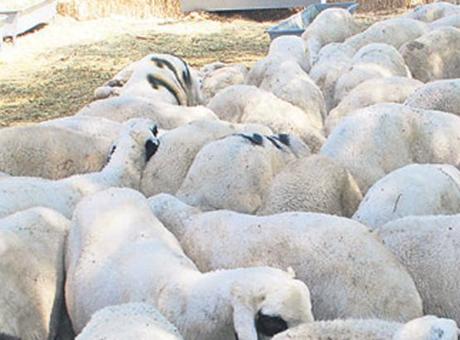 ‘Kırsalda bereket’ hareketi