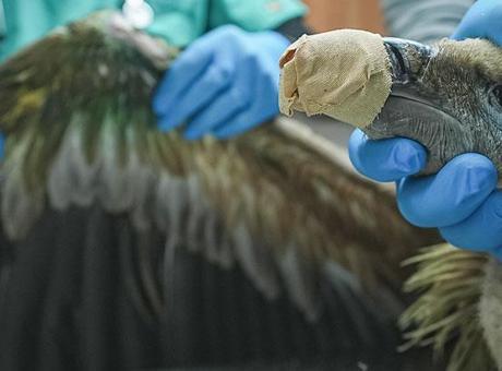 'Dev yırtıcı' Bursa'da! Nereden geldiği araştırılıyor