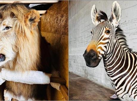 Tarım ve Orman Bakanlığı yaban hayvanı trofeleri bulunan 19 kargoya el koydu