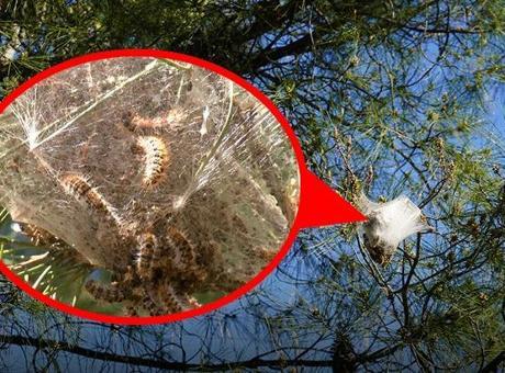 Antalya’da hızla artıyor! Sessiz tehlike ormanlara yayıldı: Uzmanlardan 'dokunmayın' uyarısı