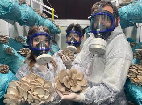 Hobi olarak üretime başladı: 1 ton hasat elde ediyor