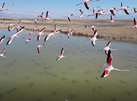 Kayseri’de flamingo şöleni: Hürmetçi ve Sultan Sazlığı’nda binlerce kuş görüntülendi