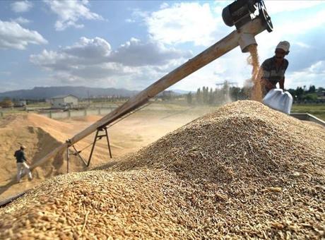 TMO yeni hasat sezonu öncesi hububat satış politikası belirledi