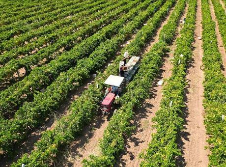 Çiftçilere yaklaşık 17,4 milyar lira tarımsal destekleme ödemesi bugün yapılacak