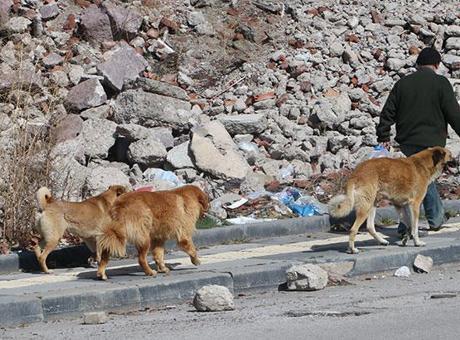 İstanbul Valiliği'nden belediyelere 'sahipsiz köpek' talimatı