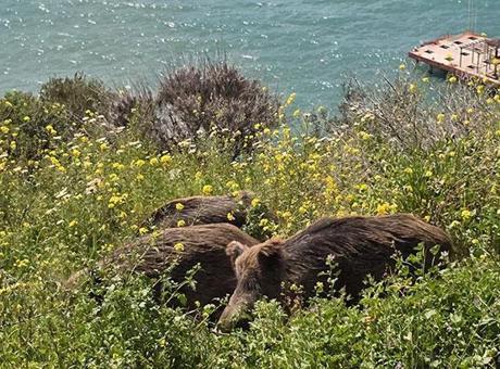 Kuşadası'nda görüldü: Doğal seleksiyon değişiyor