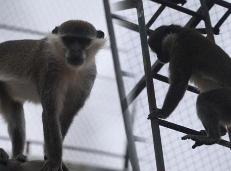 Denizli'de yakalanan firari maymunla ilgili yeni gelişme! İşte yeni adresi...