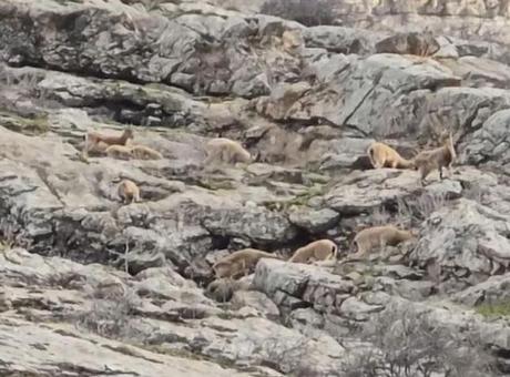 Yer: Hakkari! Doğanın sessiz misafirleri ortaya çıktı: Sürü halinde...