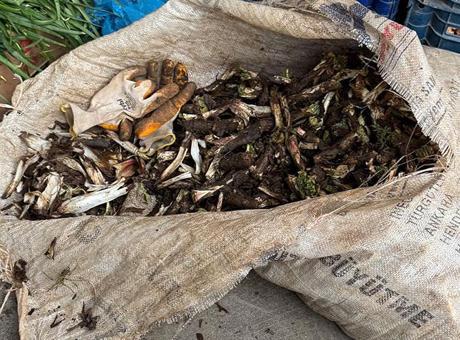 Doğada kendiliğinden yetişiyor! Kilosu 250 liradan satılıyor