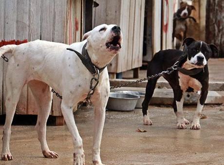 Köpek ısırdı, hayatı değişti! Mahkemeden rekor tazminat