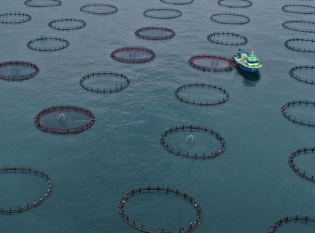 Türk somonu ihracatı 91 milyon doları aştı