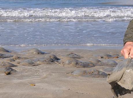 Binlercesi bir anda ortaya çıktı, kıyıyı sardı! Mersin'de şaşkına çeviren görüntü