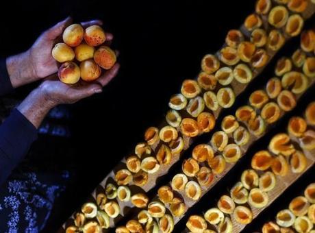 Malatya'dan 66 milyon dolarlık kuru kayısı ihracatı