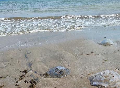 Bir kentte daha! Sahil şeridini istila ettiler: ‘Ciddi alerjik reaksiyonlara neden olabilir’