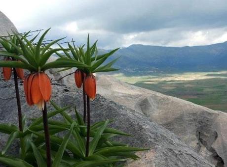 Yöre halkı başında nöbet bekliyor! Tek bir hata 700 bin TL'ye mal oluyor