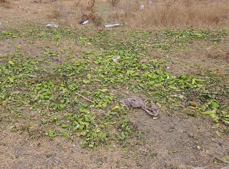 Bakanlıktan, 'biberler hayvanlara yem olarak verildi' iddialarına yanıt