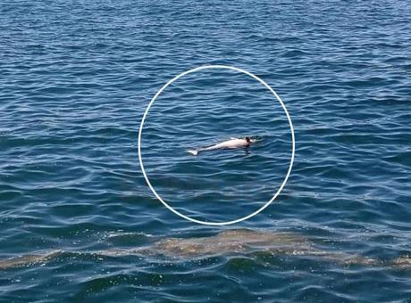 Karadeniz sahilinde bulundu! Gören telefona sarıldı