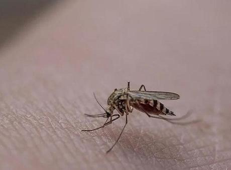 İstanbul Valiliği’nden kritik uyarı! Haşereyle mücadelede yeni dönem başlıyor