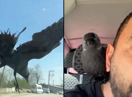 Düzce’de ilginç anlar! Hareket halindeki otomobile konan karga, sürücünün omzuna kadar geldi