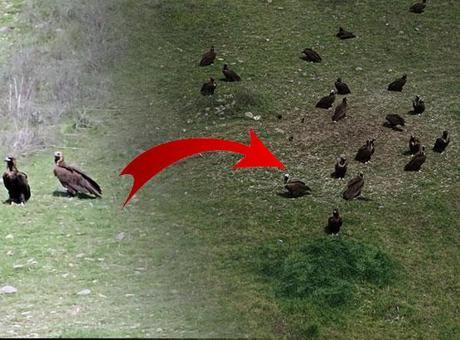 Ankara'da doğanın devleri toplandı! Hepsi aynı anda: Herkese nasip olmaz