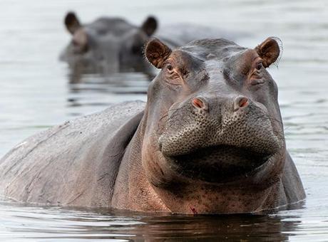 Tartışmalı plan onaylandı! Escobar'ın su aygırları için karar verildi