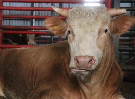 1,5 tonluk dev tosun! İstenilen ücret dikkat çekti