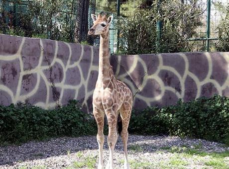 Gaziantep’te 15 aylık mucize! Türkiye'de doğan ilk zürafa yavrusunun ismi anketle belli olacak