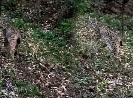 Kimse beklemiyordu ama gözlerini dört açtılar! Dağ yolunda karşılarına çıktı