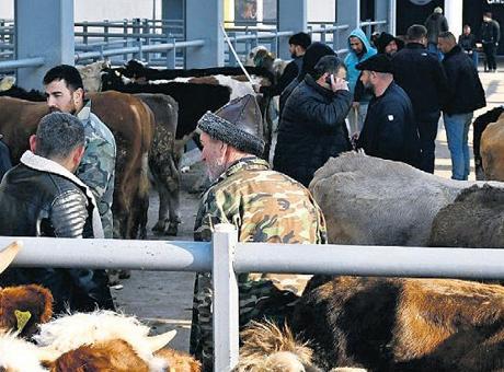Kurbanlık fiyatı 25 bin liradan başlıyor