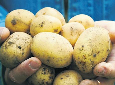 Savaş Avrupa’da patates fiyatlarını yüzde 700 artırdı