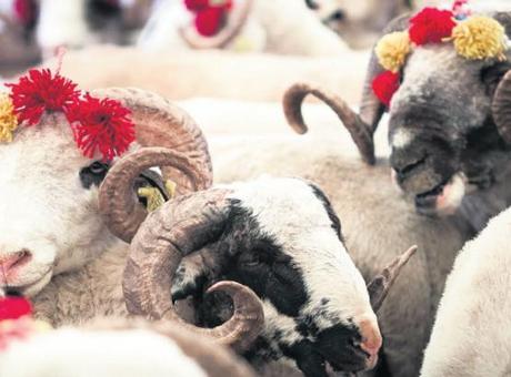 Sokakta kurban kesip, atıkları gömene 29 bin 529 TL ceza