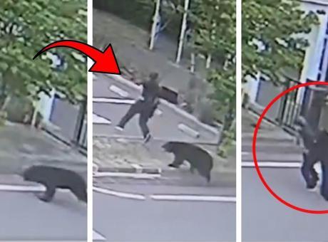 Japonya'da ayı kabusu eğitime ara verdirdi! Polisten OHAL açıklaması: Yaralılar var