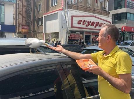 Gebze'de esnafın beslediği martı 'Pamuk' mahallenin maskotu 
