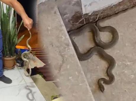 3 kentte yılan paniği! Kimi elleriyle kimi aparatla yakaladı