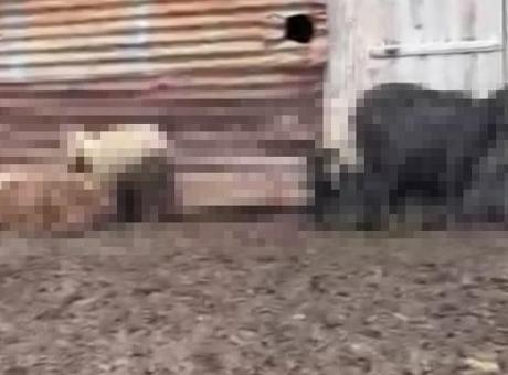 Adana'daki gizemli hayvan ölümlerinin nedeni belli oldu! 76'