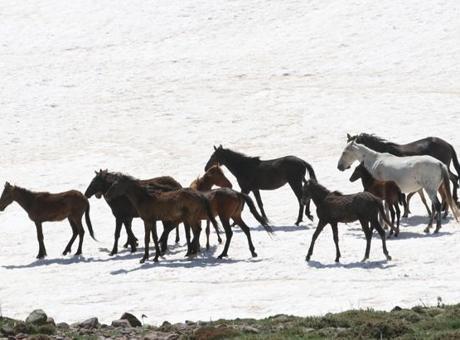 Erciyes'te kartpostallık manzara! Yılkı atları tay