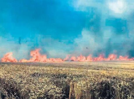 Sigara izmariti 100 dönüm buğdayı küle çevirdi!