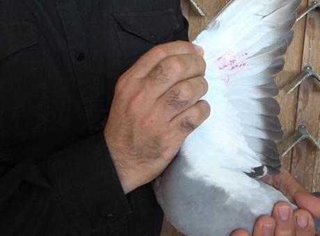 Kars'ta bırakıldı, 1 günde aştığı yol şaşırttı: Eşine olanan sadakati sayesinde